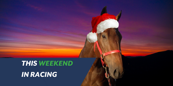 TRL race horse in a Christmas hat