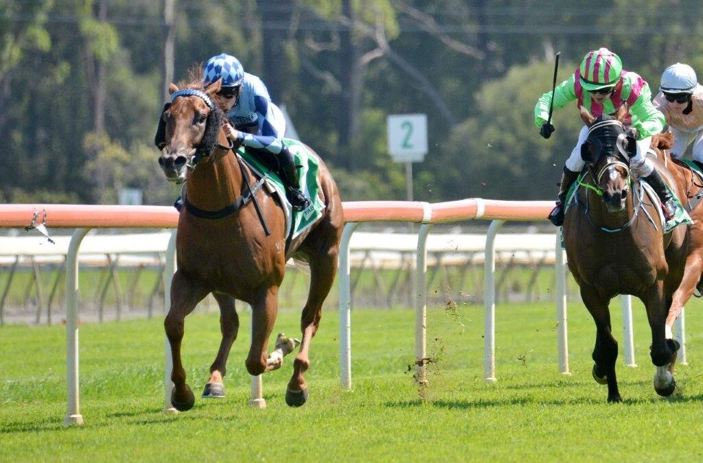 Sidenay the King of Taree