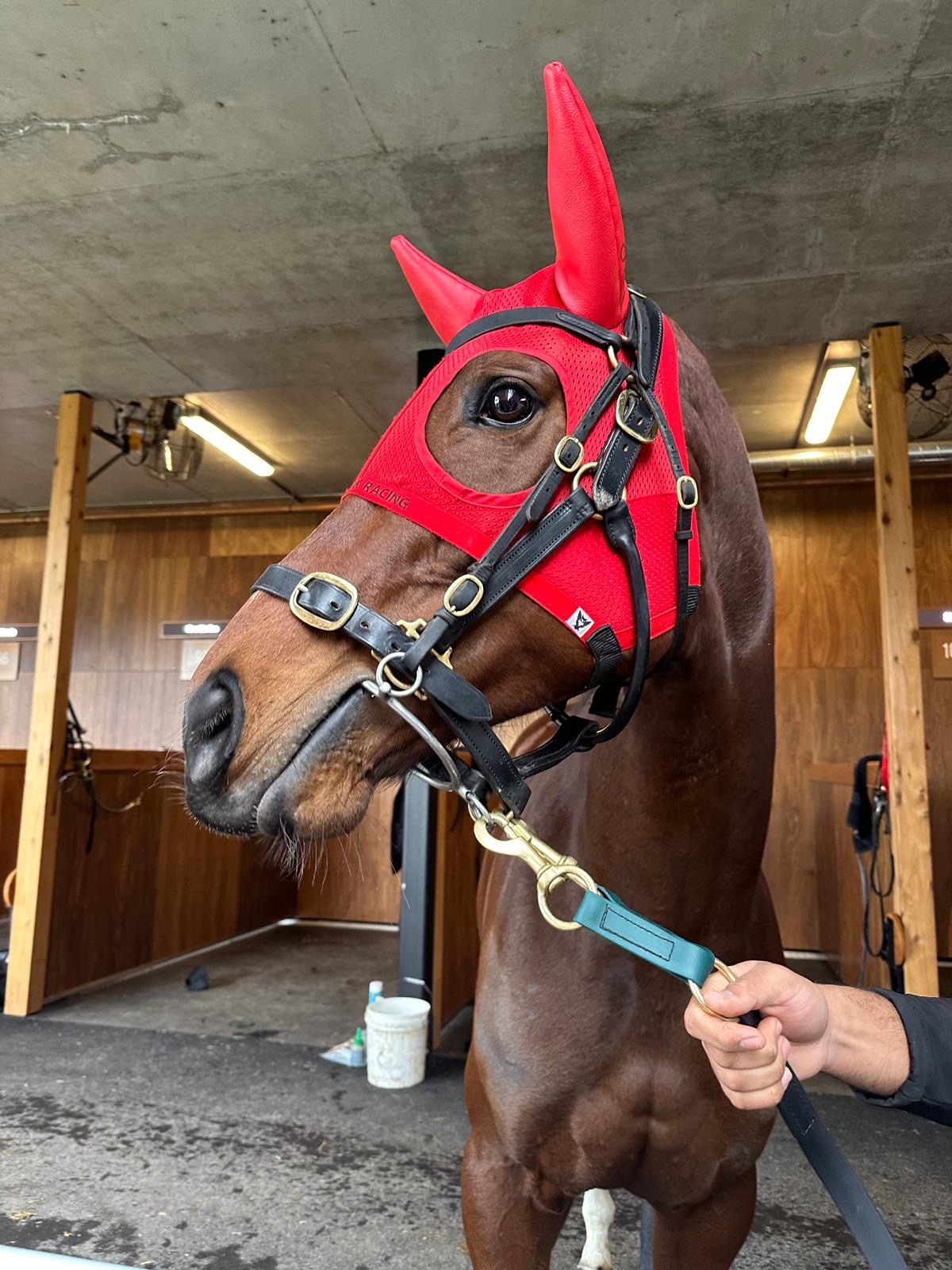 Frumos headshot at the stalls at Caulfield 13th July 2024