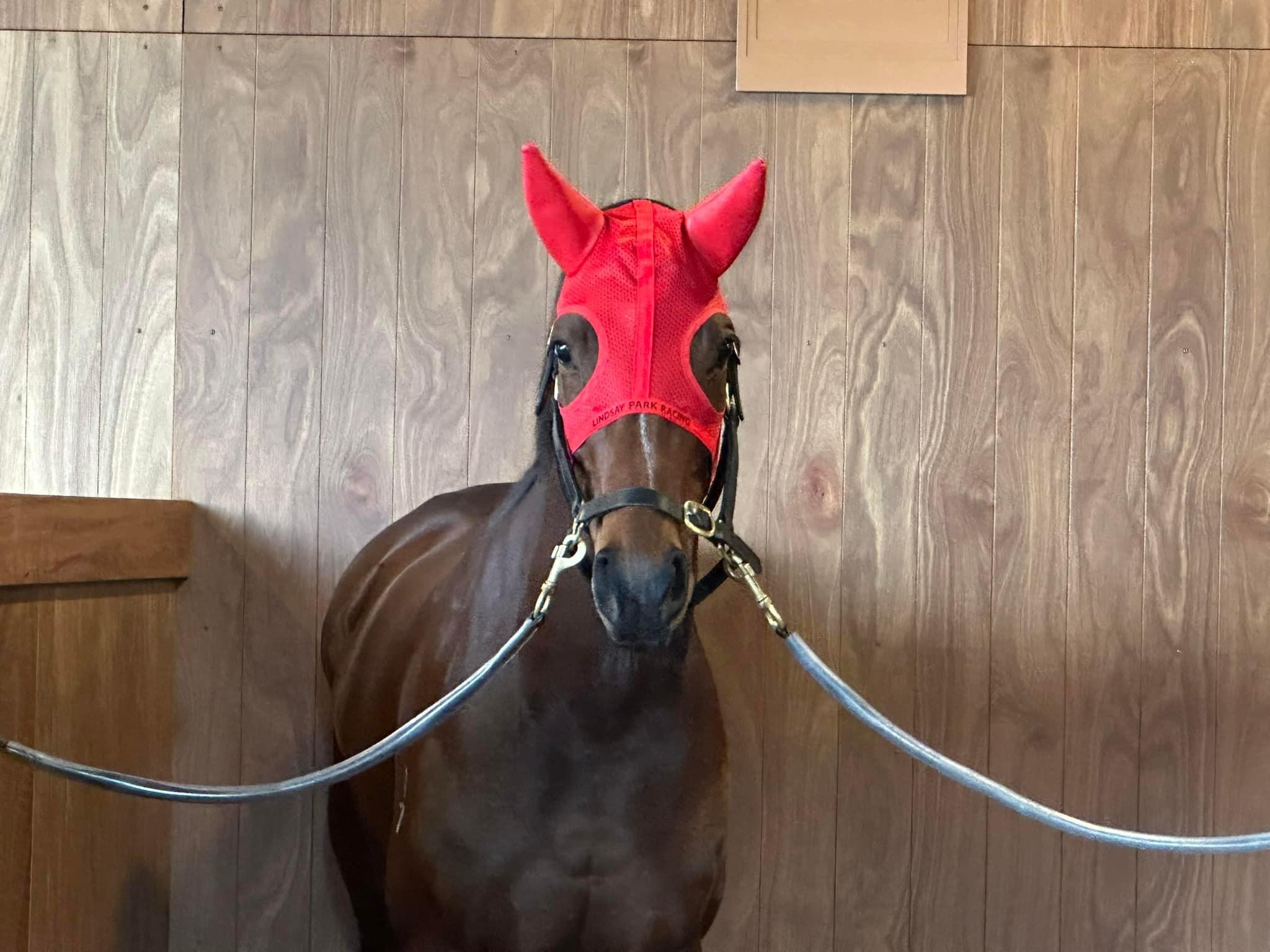 Frumos pre-race at Caulfield on 13th July 2024