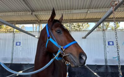 Northern Eyes racing debut for NSW Tycoons