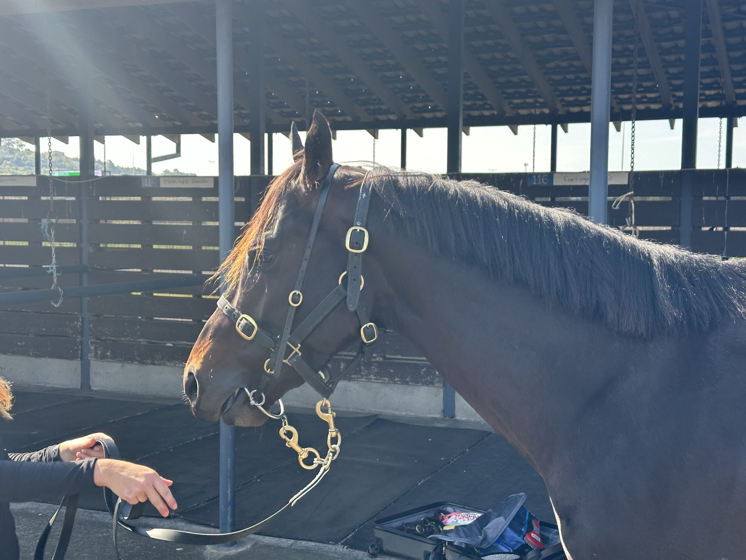 Sheriff’s Stars’ debut at Kembla Grange on Saturday 11/08/24