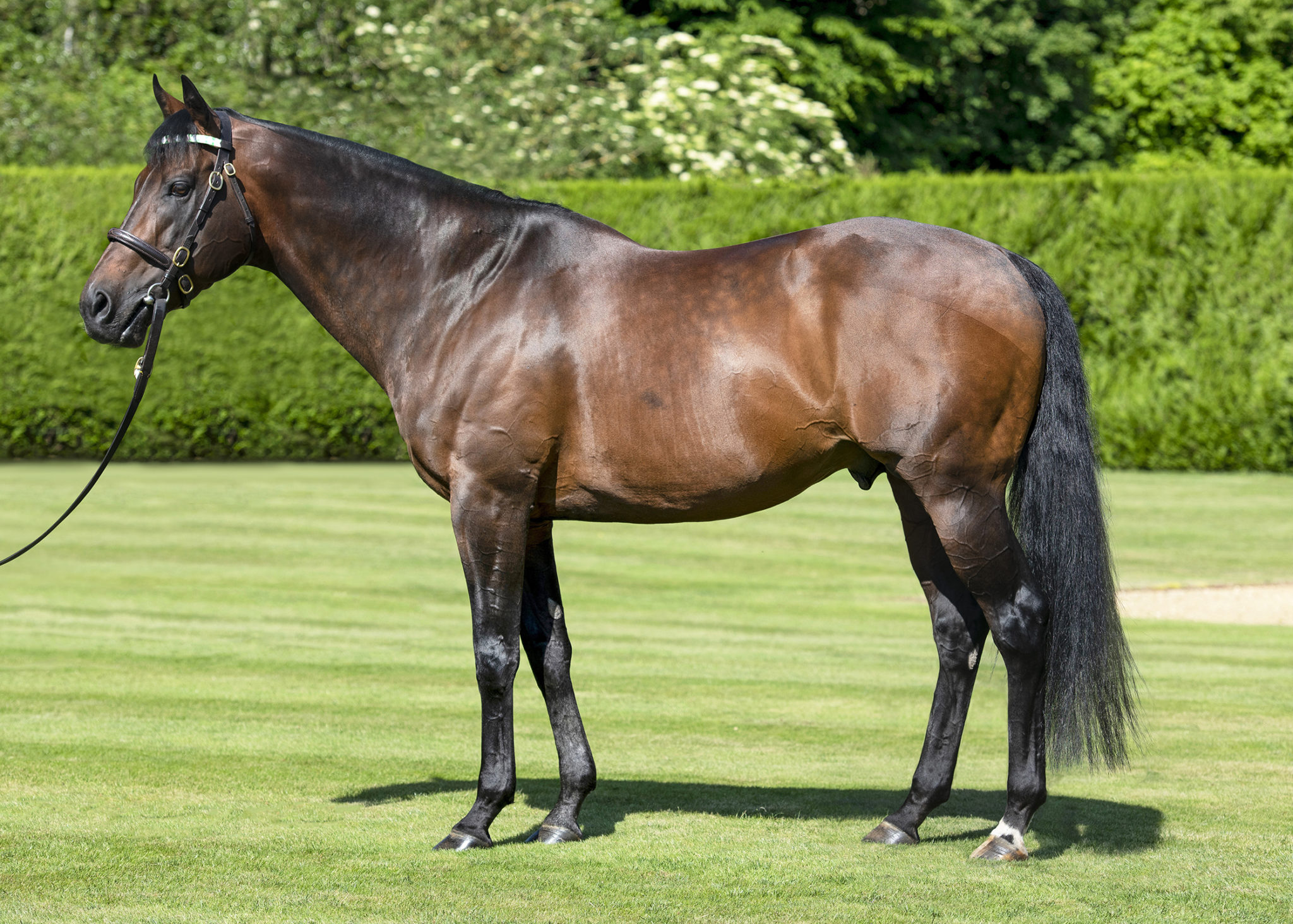 Koning sire KINGMAN