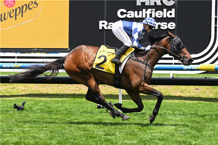 Bellinger wins at Caulfield