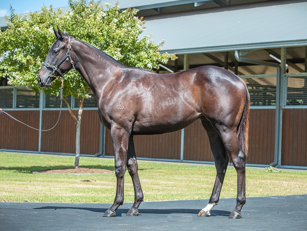 LOT 302 VIC HUSSLER NEW HORSE PALACE PIER X DAME PATTIE