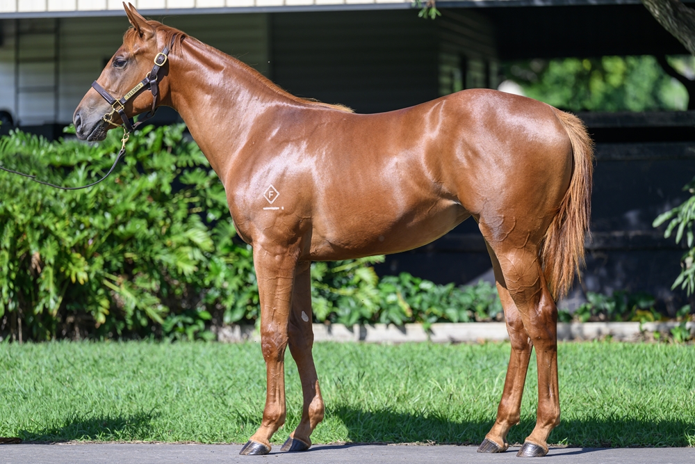 Lot 720 Zoustar x Niccovi QLD Rogues new horse