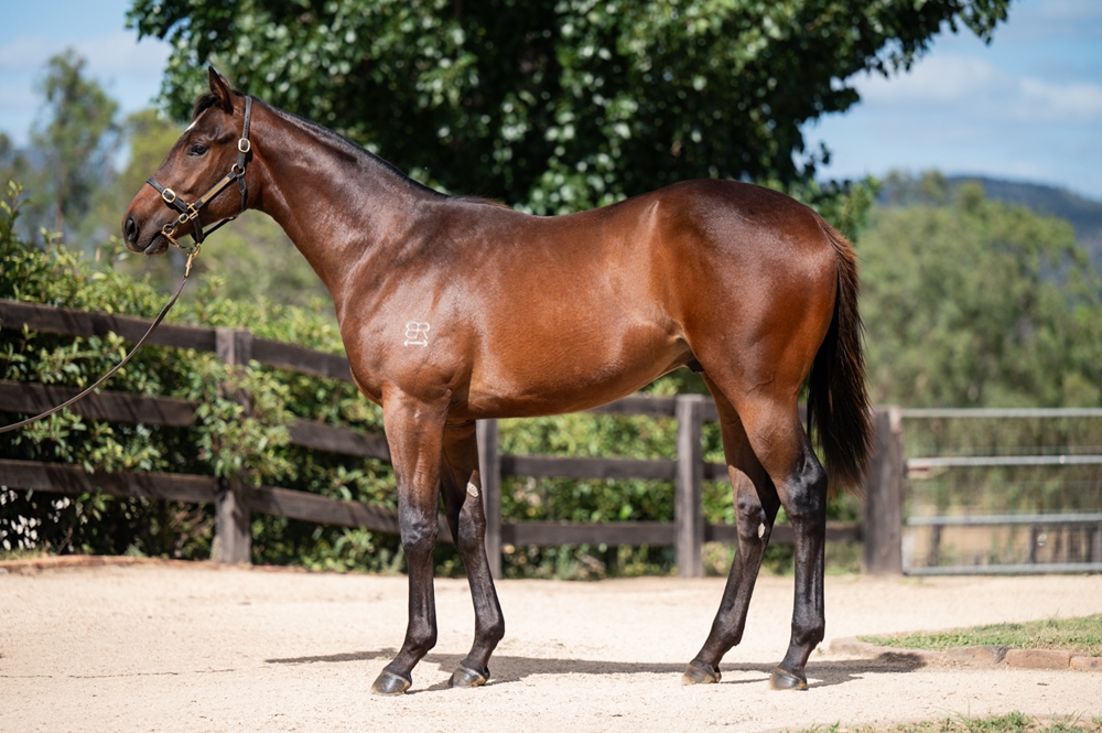 NSW Tycoons MAGIC MILLIONS NEW HORSE LOT 81 STAY INSIDE X VIOLA